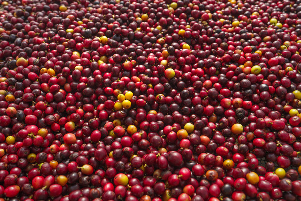 Granos de café cereza, café amarillo maduración café proceso seco - Foto, imagen