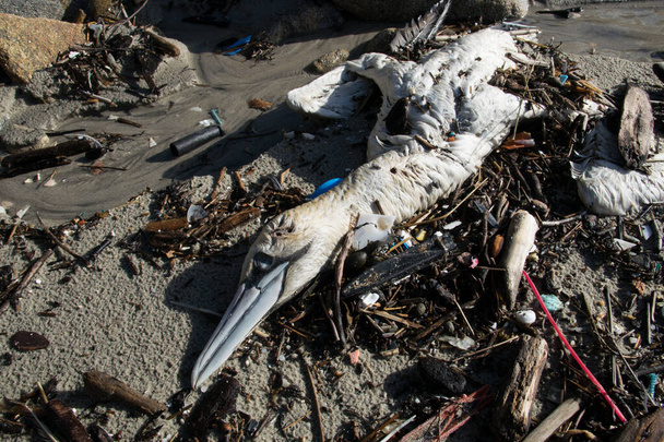 Halott és rothadt madár a tengerparton a műanyagszennyezés miatt. Globális felmelegedés. - Fotó, kép
