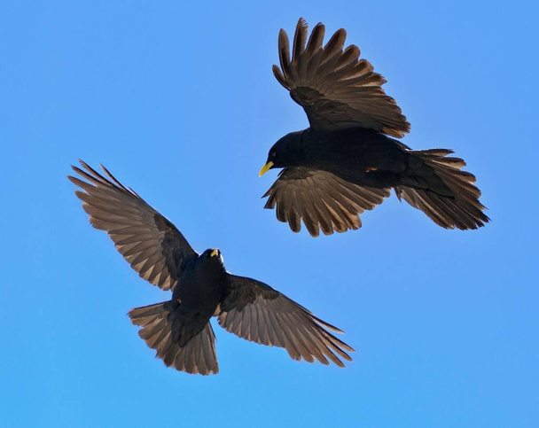 Alpine chough couple ,  Pyrrhocorax Graculus - Flying birds - Photo, Image
