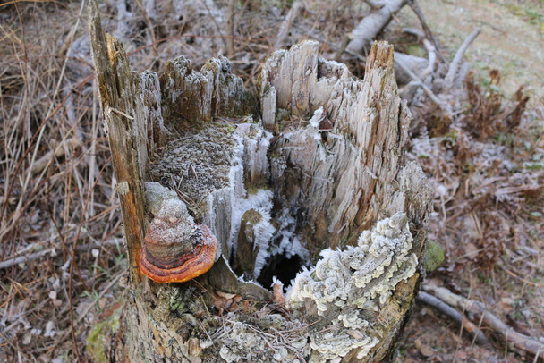 гриби на снігу взимку на дереві
 - Фото, зображення