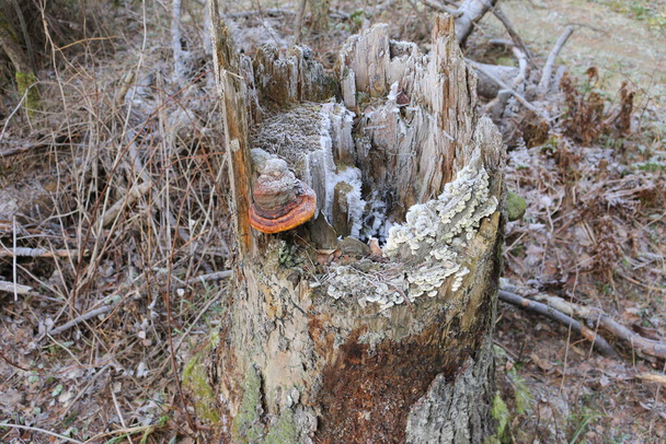 mushrooms in the snow in winter on a tree - Photo, Image