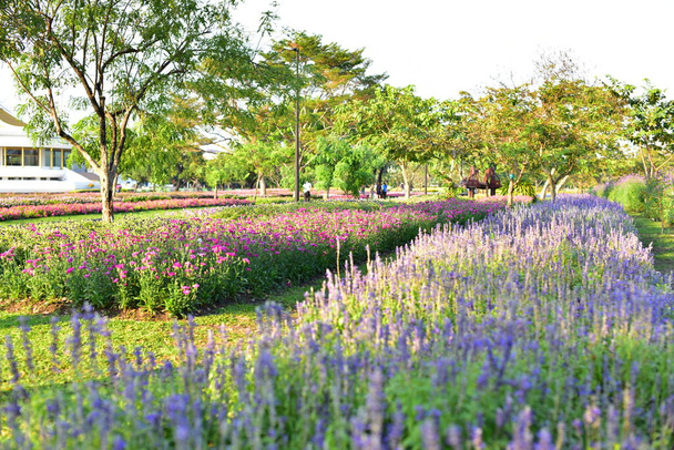 Rengarenk çiçekler. Bahçede çiçekler. Suan Luang Rama IX 'de açan çiçekler. - Fotoğraf, Görsel