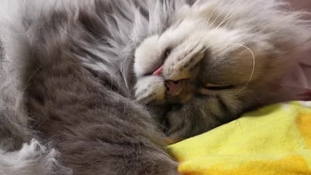 Kot śpi słodko na łóżku. Puszysty, szary szkocki kociak śpi z językiem na żółtej poduszce. Portret słodkiego i zabawnego kotka. Kot nagle się budzi.. - Materiał filmowy, wideo