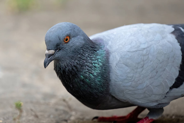 Zblízka Rock Pigeon Při pohledu na obilí na zemi - Fotografie, Obrázek