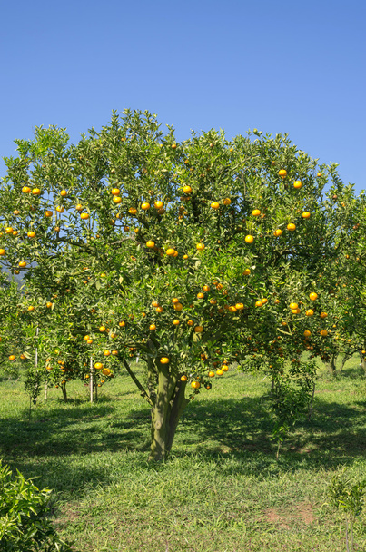 narancssárga orchard Észak-Thaiföldön - Fotó, kép