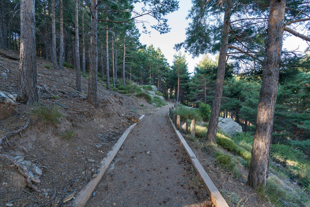 stezka borovým lesem v Sierra Nevadě, na zemi jsou suché větve, keře - Fotografie, Obrázek