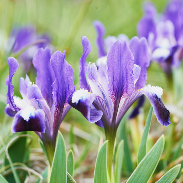 Lecho de flores de iris púrpura
 - Foto, Imagen