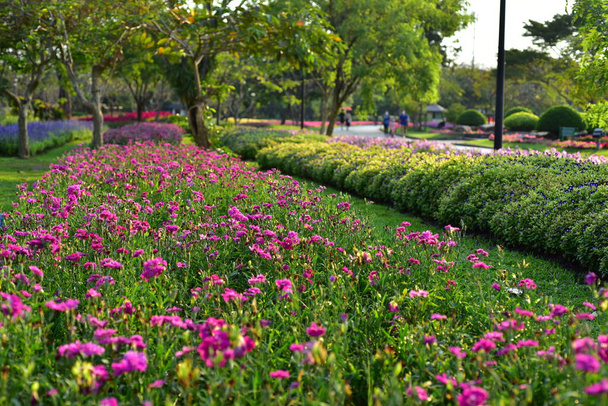 Rengarenk çiçekler. Bahçede çiçekler. Suan Luang Rama IX 'de açan çiçekler. - Fotoğraf, Görsel