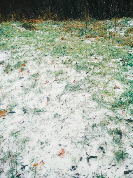 Fondo natural, hierba verde cubierta de primera nieve  - Foto, Imagen