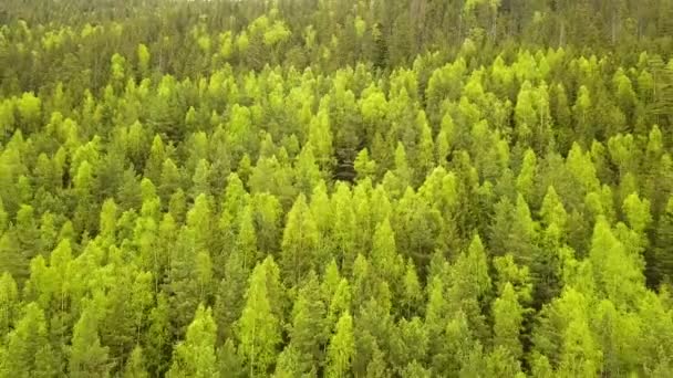 Вид с воздуха на зеленый сосновый лес с навесами еловых деревьев в летних горах. - Кадры, видео