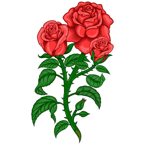 Projeto vetorial de um buquê de rosas, com caule de folhas e espinhos, tudo sobre fundo branco - Vetor, Imagem