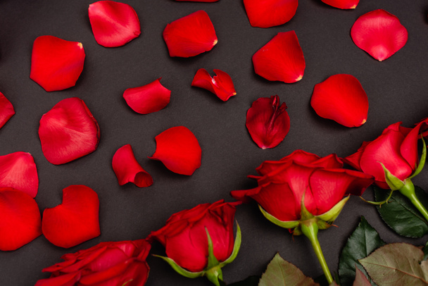 top view of rose petals isolated on black - Photo, image