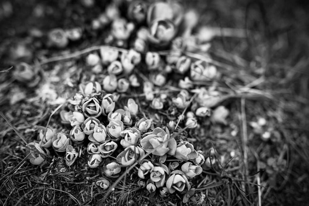 Schwarzes und weißes Bokeh außer Fokus pflanzt scharfes Hintergrundmuster. Dramatisches Blumenmuster - Foto, Bild
