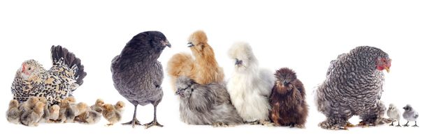 groupe de poulet
 - Photo, image