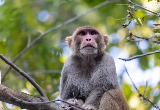 Rhesus macaque (Macaca mulatta) або Індійська мавпа в лісі сидять на дереві.. - Фото, зображення