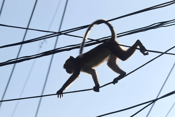Милые быстрые длиннохвостые обезьяны, висящие на электрических кабелях наверху с голубым небом на фоне - Фото, изображение
