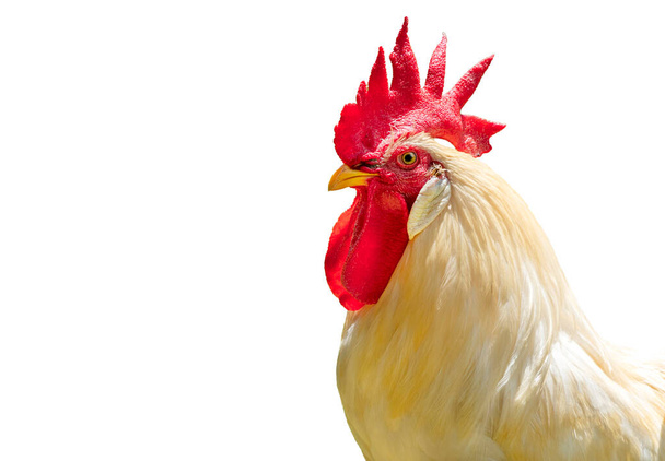Portrait big white chicken with clipping path, Brahma chickens, beautiful rooster Brahma chicken with big red cockscomb, isolated on white background. - Photo, Image