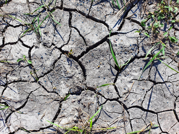 Dry cracked soil ground texture background. Dry grass lawn texture - Photo, Image