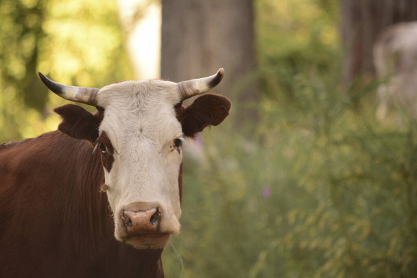 primer plano cabeza de vaca marrón, entero rez - Foto, imagen
