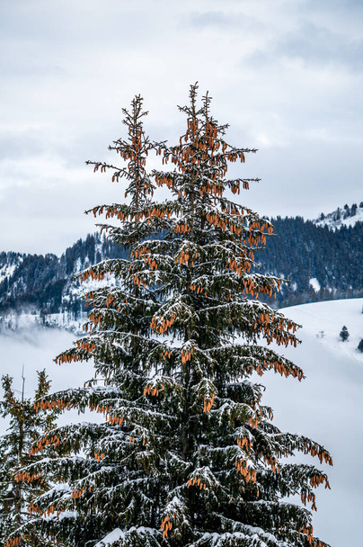 Πεύκο στο χιόνι. Χειμερινό τοπίο γαλήνιας σκηνής. Les Pleiades, Ελβετία. Ομορφιά στη φύση. - Φωτογραφία, εικόνα