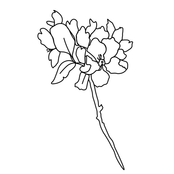 Flor asiática vectorial en estilo doodle Ilustración botánica de primavera para el año nuevo chino. Sakura de flor de cerezo con línea dibujada a mano negra. Tarjetas de diseño, redes sociales, bodas, pegatinas, libros para colorear.. - Vector, Imagen