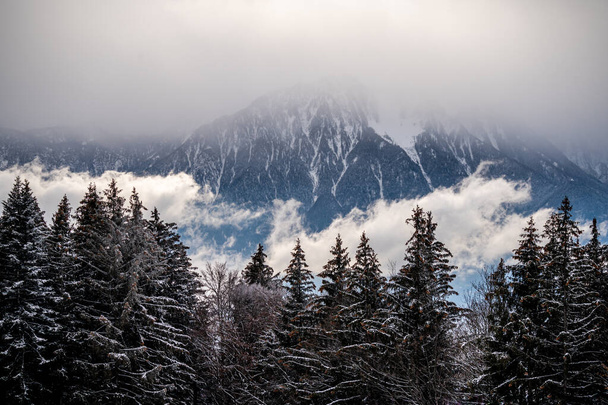 Mänty lumessa. Talvi maisema rauhallinen kohtaus. Les Pleiades, Sveitsi. Kauneus luonnossa. - Valokuva, kuva