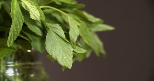 Gotas de agua en hojas de menta en brote de cerca - Imágenes, Vídeo
