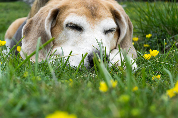 öreg beagle kutya alszik fekszik a füvön egy hosszú séta után - Fotó, kép