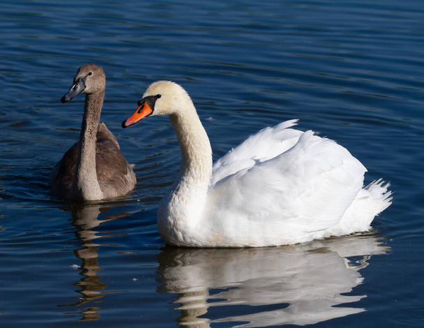 Mute swan, Cygnus olor. An adult bird and its chick swim on the morning river - Foto, Bild