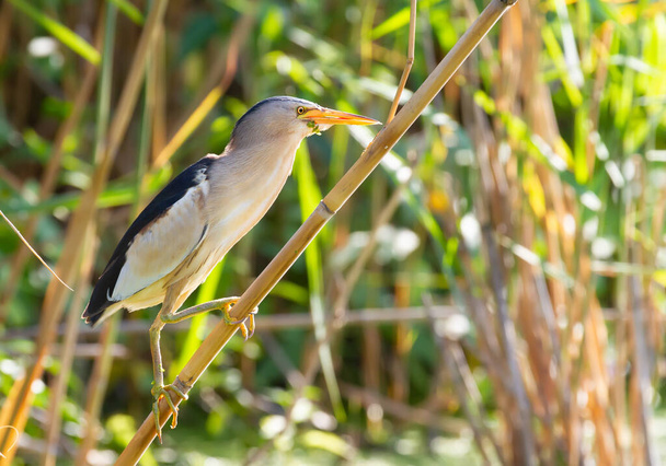 Little bittern, Ixobrychus minutus. An adult male sits on a cane stalk in the middle of a pond - Foto, immagini