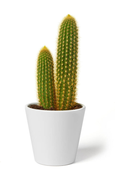 Planta de cacto em vaso branco - Foto, Imagem
