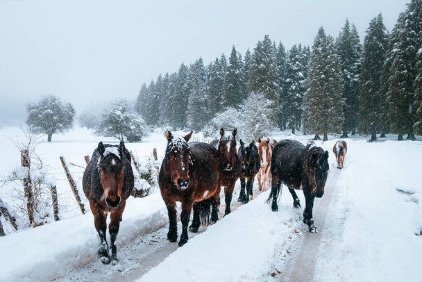 beautiful scene of horses herd during snowy day - Photo, image