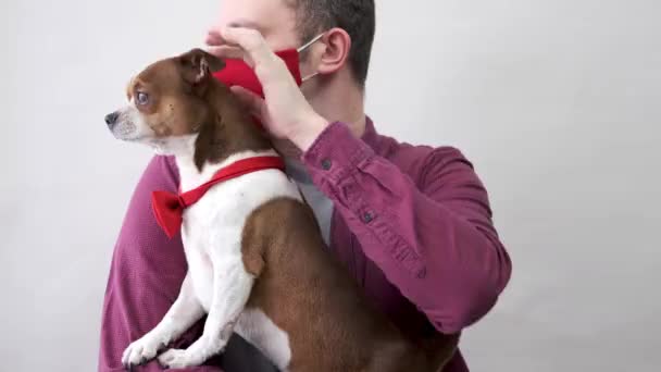 赤い顔のマスクの男赤の蝶ネクタイでChihuahua犬を保持する。バレンタインプレゼント - 映像、動画