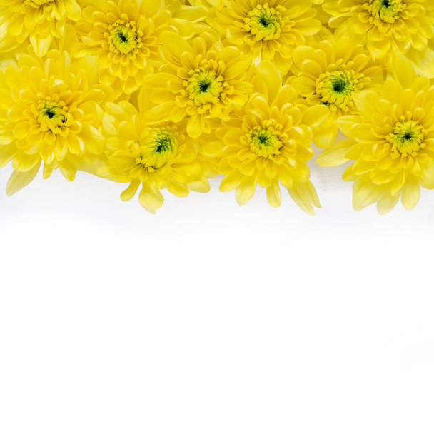 square backdrop  backdrop  of spring time yellow chrysanthemum flowers .  on a white background  shot for copy-space  for the use of  cards posters header and event cards - Foto, imagen