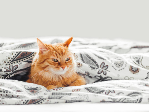 Cute ginger cat lying under blanket in bed. Fluffy pet comfortably settled to sleep. Cozy home background with copy space. - Fotografie, Obrázek