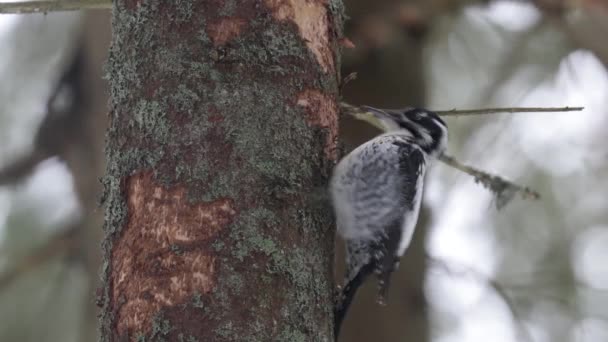 Üç parmaklı ağaçkakan Picoides Tridactylus 'un kışın Estonya Boreal Ormanı' nda bir çam ağacını gagalarken yakın çekimi.. - Video, Çekim