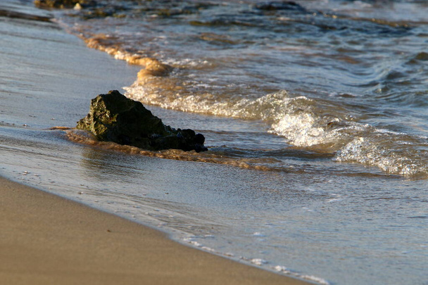 μεγάλες πέτρες και όστρακα στις ακτές της Μεσογείου Θάλασσας στο βόρειο Ισραήλ  - Φωτογραφία, εικόνα