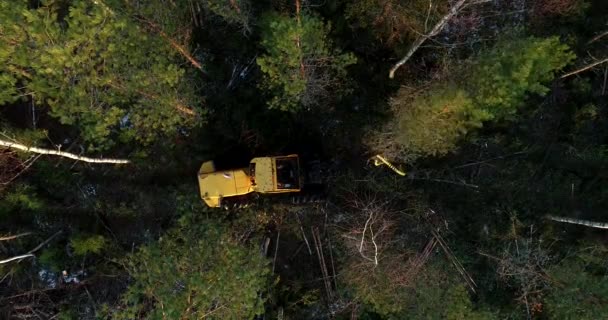 Una cosechadora de madera amarilla adelgazando un bosque boreal mixto. En la silvicultura, el adelgazamiento es la eliminación selectiva de árboles, que se realiza principalmente para mejorar la tasa de crecimiento o la salud de los árboles restantes.. - Metraje, vídeo