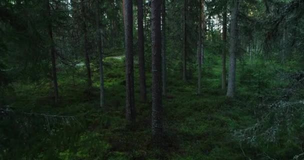 Un lento volo di droni attraverso un vecchio e oscuro pineta nella foresta boreale estone nel Nord Europa durante la fine dell'estate. - Filmati, video