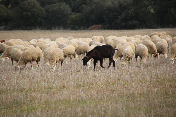 Flock of sheep eating in the meadow - Photo, Image