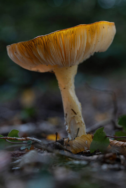 Mushroom yellow white Russula ochroleuca with sunlight through the hat and lamellae in a forest in the Netherlands - Photo, Image