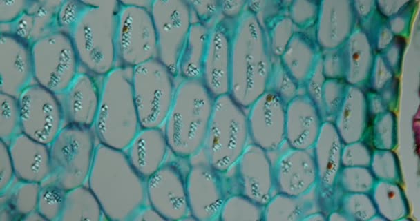 Lirios del tejido radicular del valle bajo el microscopio 200x - Metraje, vídeo