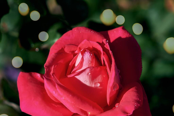 Hluboká rudá růže s věncem na pozadí - Fotografie, Obrázek