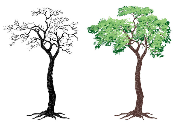 Dessin à main levée de la silhouette arbre à feuilles caduques avec racines - Vecteur, image