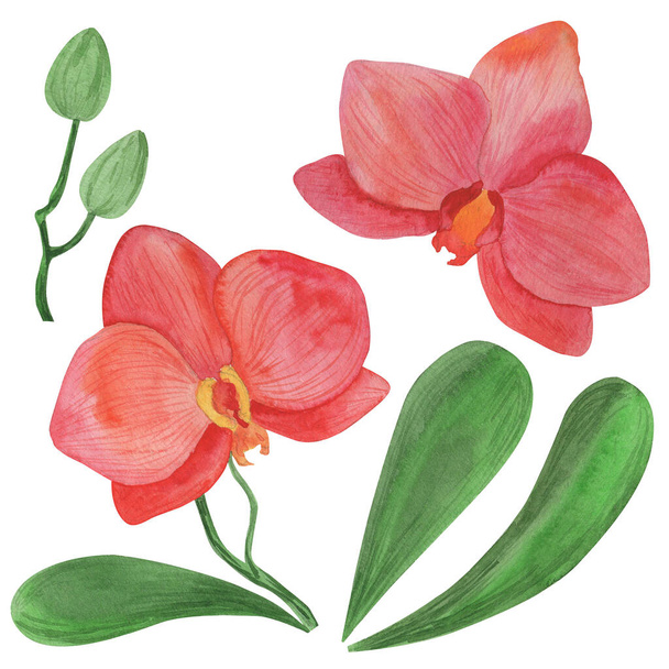 Akvarell illusztráció, orchidea virágok, izolátum fehér alapon - Fotó, kép
