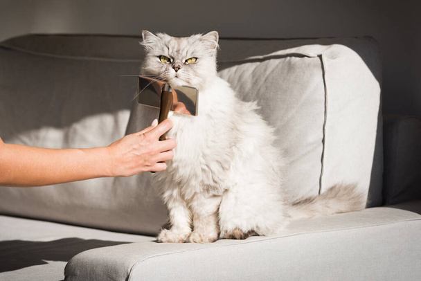 Hand kammen mooie schattige grijze langharige kat. pluizige kat houdt van borstelen - Foto, afbeelding