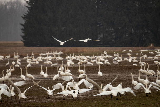 Tundra swans accumulating on a farmers field during winter migrations . High quality photo - Photo, Image