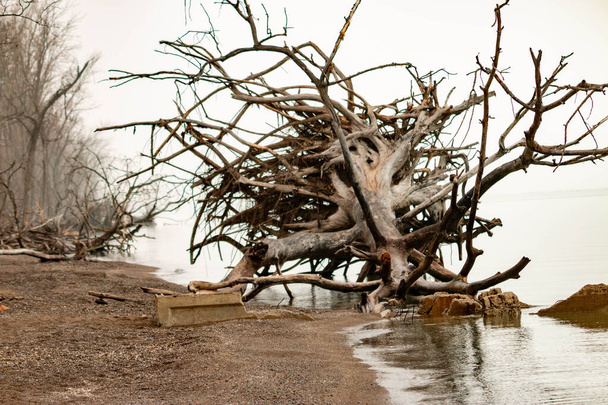 Grote bomen die omgevallen zijn op het puntige pelee strand. Hoge kwaliteit foto - Foto, afbeelding