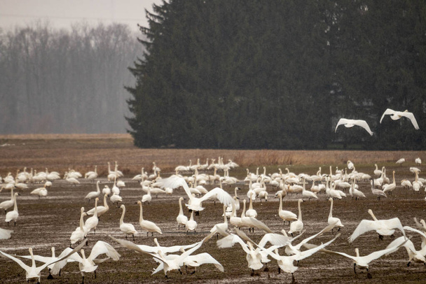 Cygnes siffleurs s'accumulant sur un champ d'agriculteurs pendant les migrations hivernales. Photo de haute qualité - Photo, image