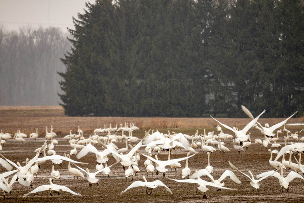 Лебеди тундры накапливаются на фермерском поле во время зимних миграций. Высокое качество фото - Фото, изображение
